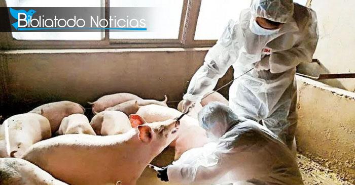 Gripe porcina china es hallada en Brasil con riesgos de ser 