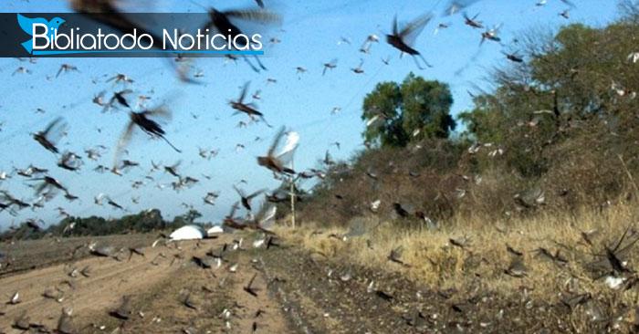 Brasil es invadida por una nube de langostas que ha destruido varios bosques