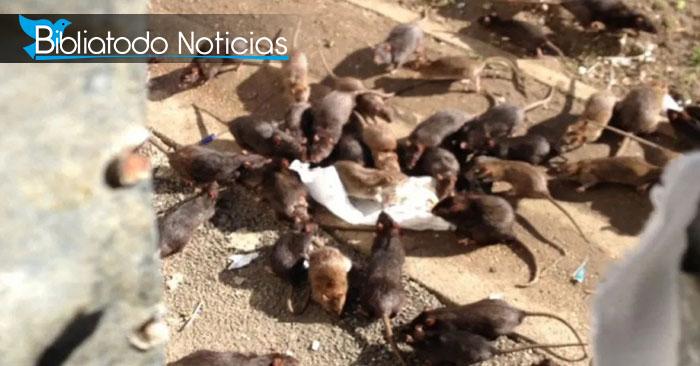 Ratas invaden Australia y es comparada con las plagas de Egipto