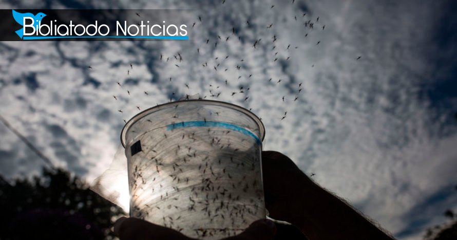 Empresa de Bill Gates liberó a mosquitos modificados para introducir el contagio de enfermedades mortales