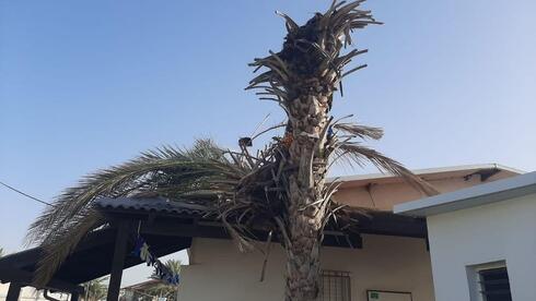 עץ דקל שקרס על בית כנסת בראש העין בגלל הרוח