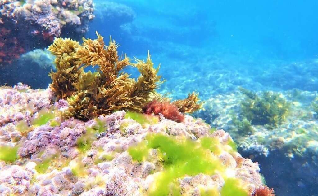 súper alga